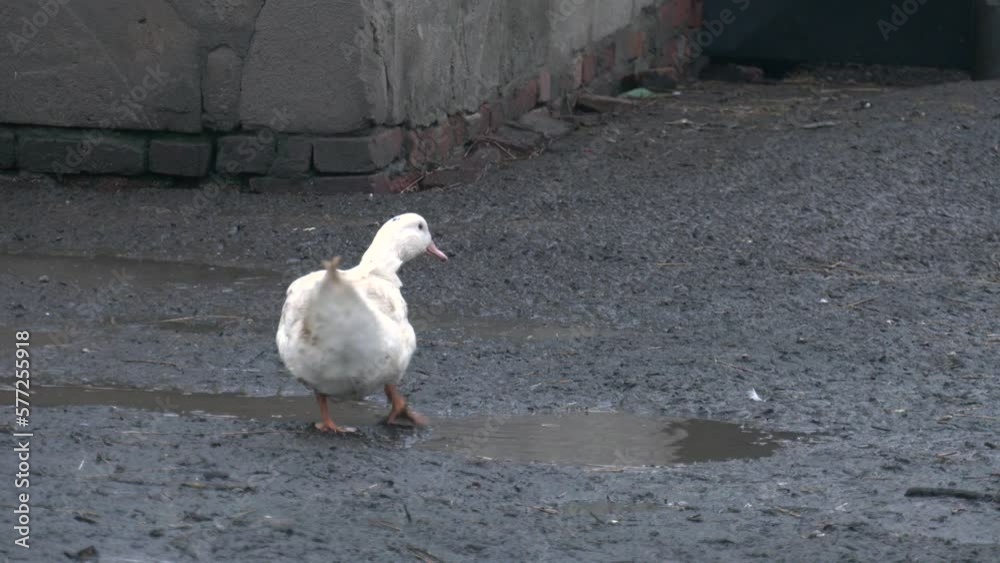white duck on mud in a white stall fence. white ducks are walking in the farm.
white duck on mud in a white stall fence. white ducks are walking in the farm.