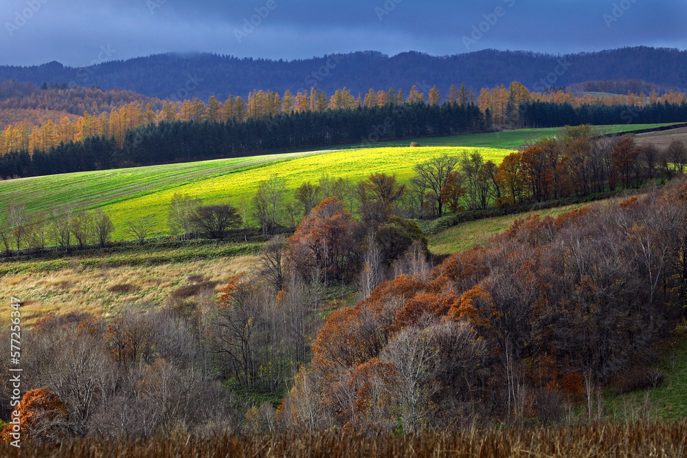 Obraz premium 美瑛町