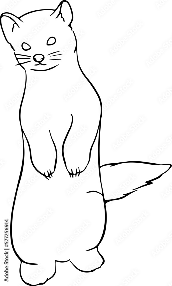 Obraz premium sketch marten