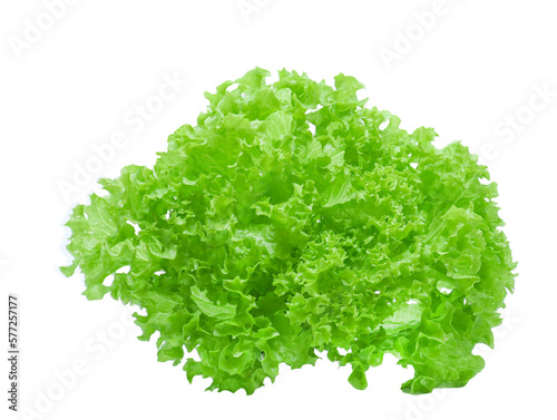 Fresh Lactuca sativa var. crispa (Salad) on png