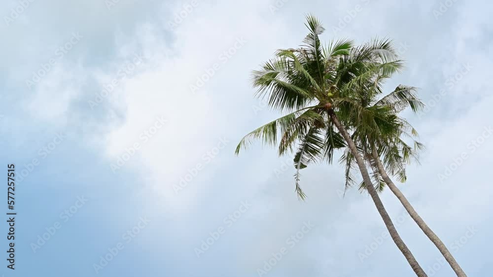 View of Coconut tree at the tropical island with blue sky. Exotic nature concept. View of Coconut tree at the tropical island with blue sky. Exotic nature concept.