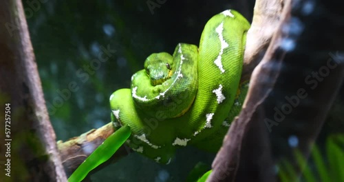 Emerald Tree Boa, corallus caninus, Adult Wrapped around a Branch, Real Time 4K photo