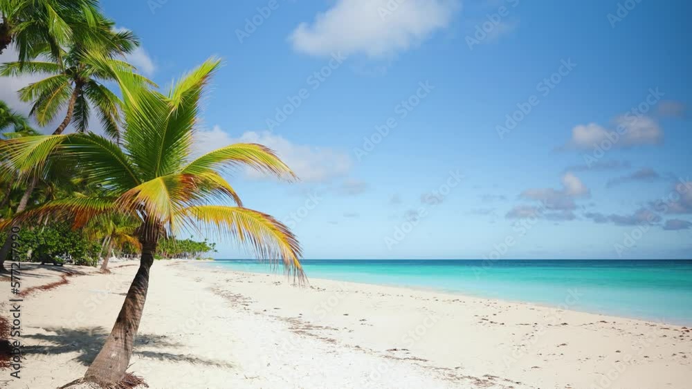 Beautiful minimalist tropical beach, coconut tree and blue sky over the sea. Ocean coast for honeymoon. Walking on the white sand of a palm beach on a sunny day. Turquoise waves on the shore.