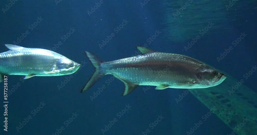 Atlantic Tarpon, megalops atlanticus, Adult Swimming, Real Time 4K Atlantic Tarpon, megalops atlanticus, Adult Swimming, Real Time 4K
