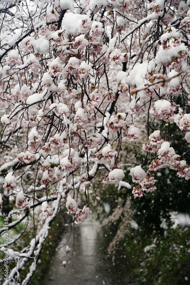 Fototapeta premium 桜、花、春、日本、雪、ピンク、白、木、植物、川、公園、日本、景色、3月、4月、cherryblossom、綺麗、snow、花と雪、桜と雪、さくら、サクラ、sakura、japan、幻想的、雪景色、珍しい、冷たい、花びら、氷、積もる、背景、満開、桜満開、積雪、樹木、枝、桜の枝、