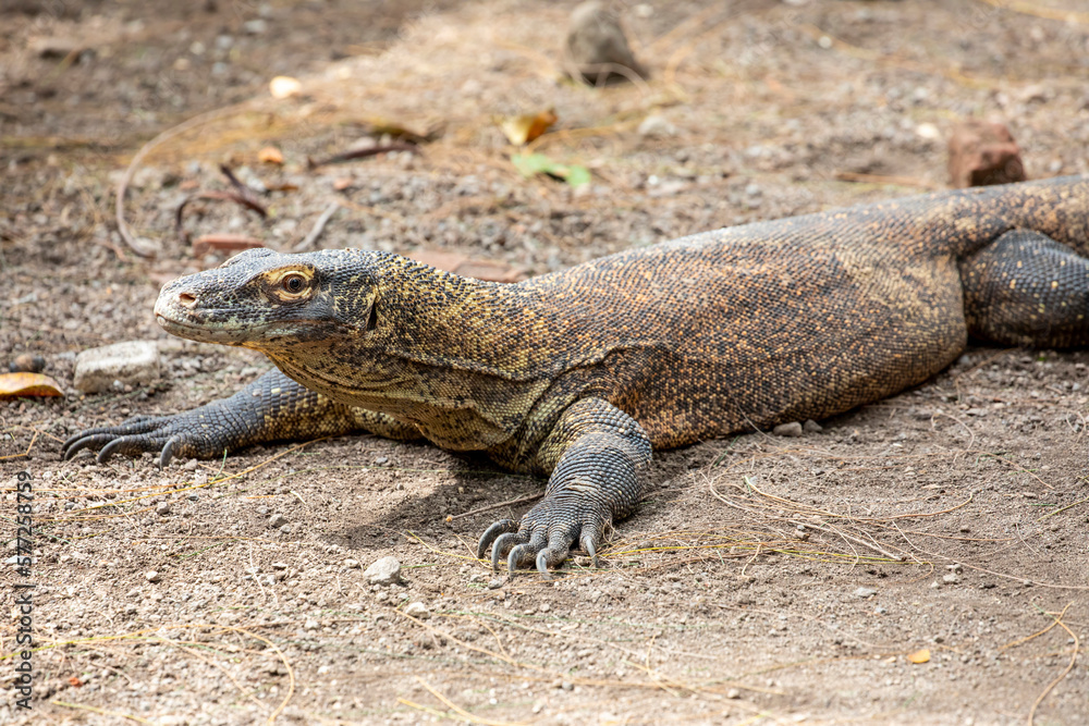 A juvenile Komodo dragon stands on the log.
it is also known as the Komodo monitor, a species of lizard found in the Indonesian islands of Komodo, Rinca, Flores, and Gili Motang. A juvenile Komodo dragon stands on the log.
it is also known as the Komodo monitor, a species of lizard found in the Indonesian islands of Komodo, Rinca, Flores, and Gili Motang.