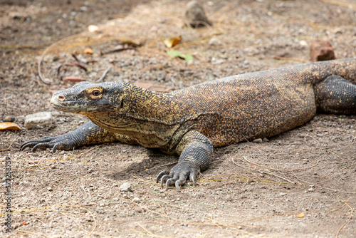 A juvenile Komodo dragon stands on the log.  it is also known as the Komodo monitor  a species of lizard found in the Indonesian islands of Komodo  Rinca  Flores  and Gili Motang.