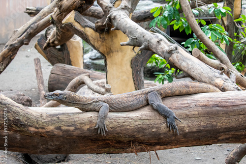 A juvenile Komodo dragon stands on the log.  it is also known as the Komodo monitor  a species of lizard found in the Indonesian islands of Komodo  Rinca  Flores  and Gili Motang.