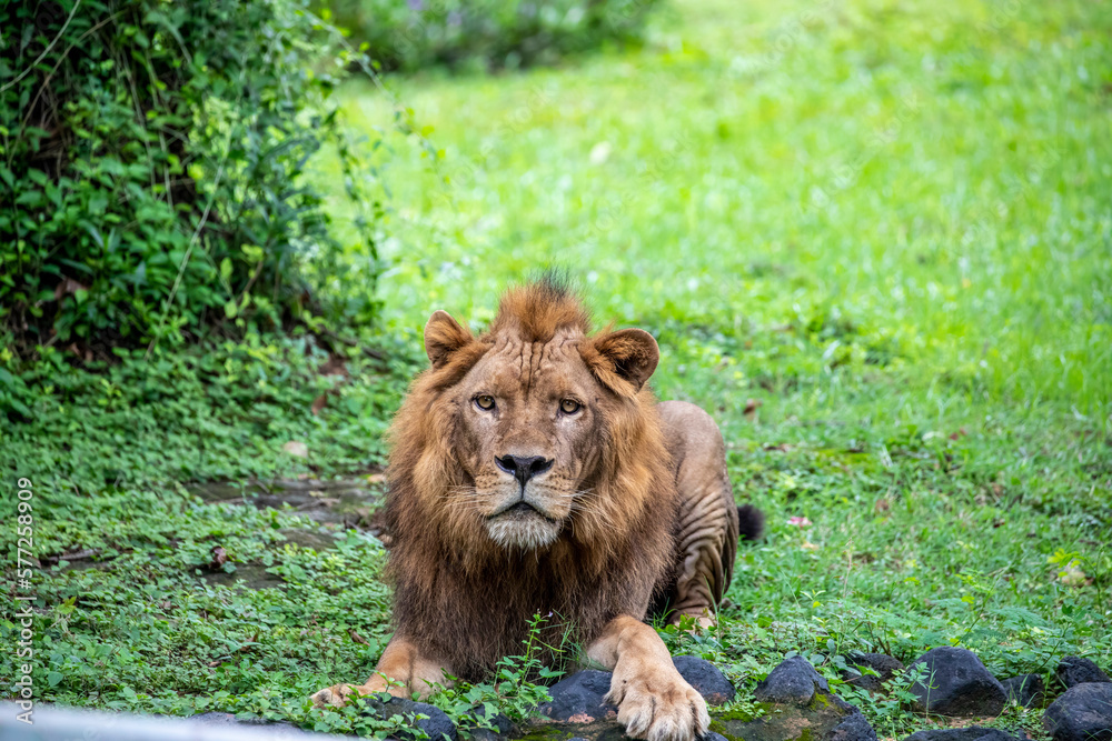 Naklejka premium The closeup image of African Lion. it is a muscular, deep-chested cat with a short, rounded head, a reduced neck and round ears, and a hairy tuft at the end of its tail.