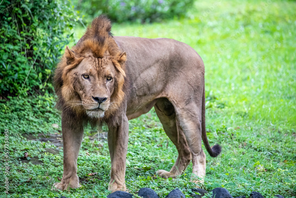 The closeup image of African Lion.
it is a muscular, deep-chested cat with a short, rounded head, a reduced neck and round ears, and a hairy tuft at the end of its tail. The closeup image of African Lion.
it is a muscular, deep-chested cat with a short, rounded head, a reduced neck and round ears, and a hairy tuft at the end of its tail.