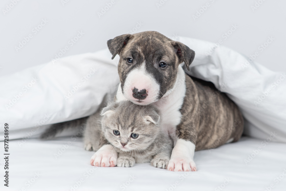 Cute German boxer puppy embraces tiny kitten under warm white blanket on a bed at home. Pets sleep together