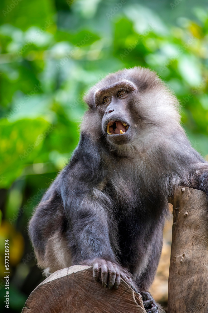 Tonkean macaque (Macaca tonkeana) is a species of primate in the family Cercopithecidae. It is endemic to central Sulawesi and the nearby Togian Islands in Indonesia.
