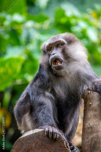 Tonkean macaque  Macaca tonkeana  is a species of primate in the family Cercopithecidae. It is endemic to central Sulawesi and the nearby Togian Islands in Indonesia.