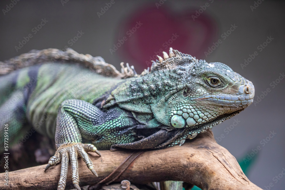 The green iguana, also known as the American iguana, is a large, arboreal, mostly herbivorous species of lizard of the genus Iguana. The green iguana, also known as the American iguana, is a large, arboreal, mostly herbivorous species of lizard of the genus Iguana.