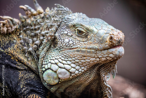 The green iguana, also known as the American iguana, is a large, arboreal, mostly herbivorous species of lizard of the genus Iguana. © Danny Ye