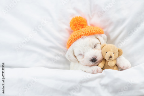Cozy Bichon Frise puppy wearing warm hat sleeps under white blanket on a bed at home and hugs favorite toy bear. Top down view. Empty space for text