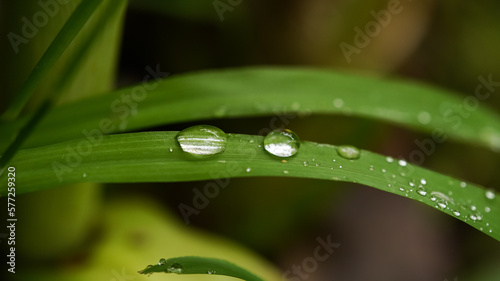 Macro close up water droplets on a leaf