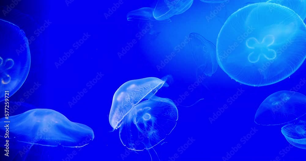 Common Jellyfish or Moon Jellyfish, urelia aurita, Group Swimming, real time 4K Common Jellyfish or Moon Jellyfish, urelia aurita, Group Swimming, real time 4K
