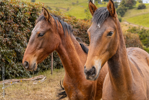 horse in the field and in the mountains © Luis