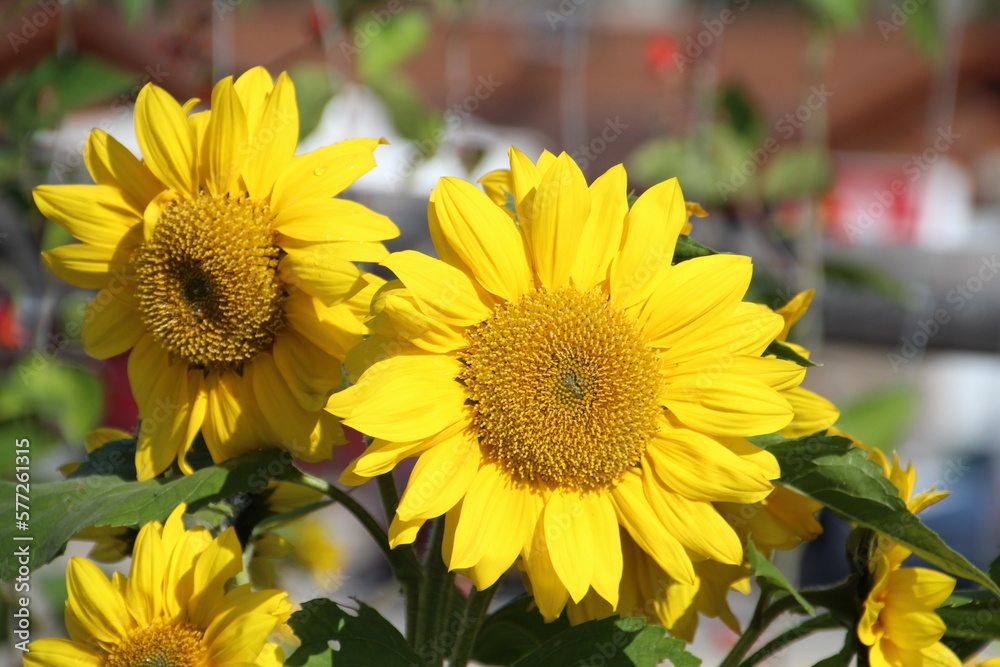 Naklejka premium sunflowers in bloom