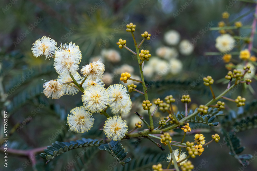 close-up of yellow Australian wattle blossoms close-up of yellow Australian wattle blossoms