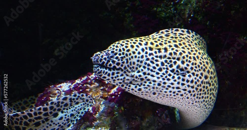 Honeycomb Moray Eel, gymnothorax favagineus, Adult, Real Time 4K photo