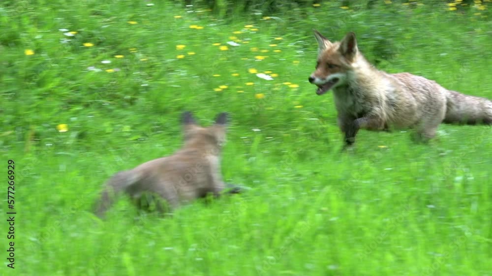 Red Fox, vulpes vulpes, Female and Cub standing at the Den Entrance, Normandy in France, Real Time Red Fox, vulpes vulpes, Female and Cub standing at the Den Entrance, Normandy in France, Real Time