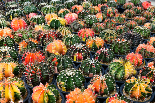 Variegated Gymnocalycium in open cactus farm.