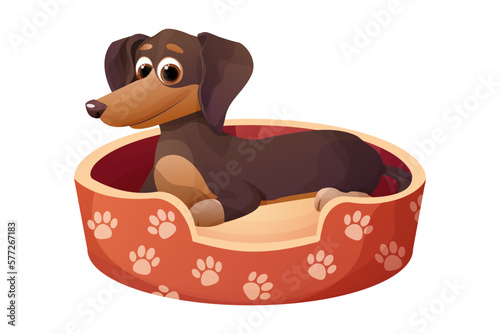 Cute puppy dachshund dog in bed decorated with paws, lying happy animal in cartoon style isolated on white background.