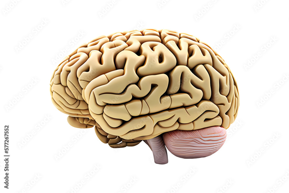 Human brain model on transparent background. Generative ai. Human brain model on transparent background. Generative ai.