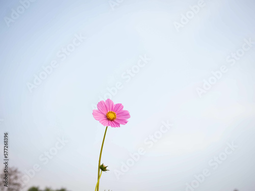 Cosmos flower with blurred background. blooming pink flower.