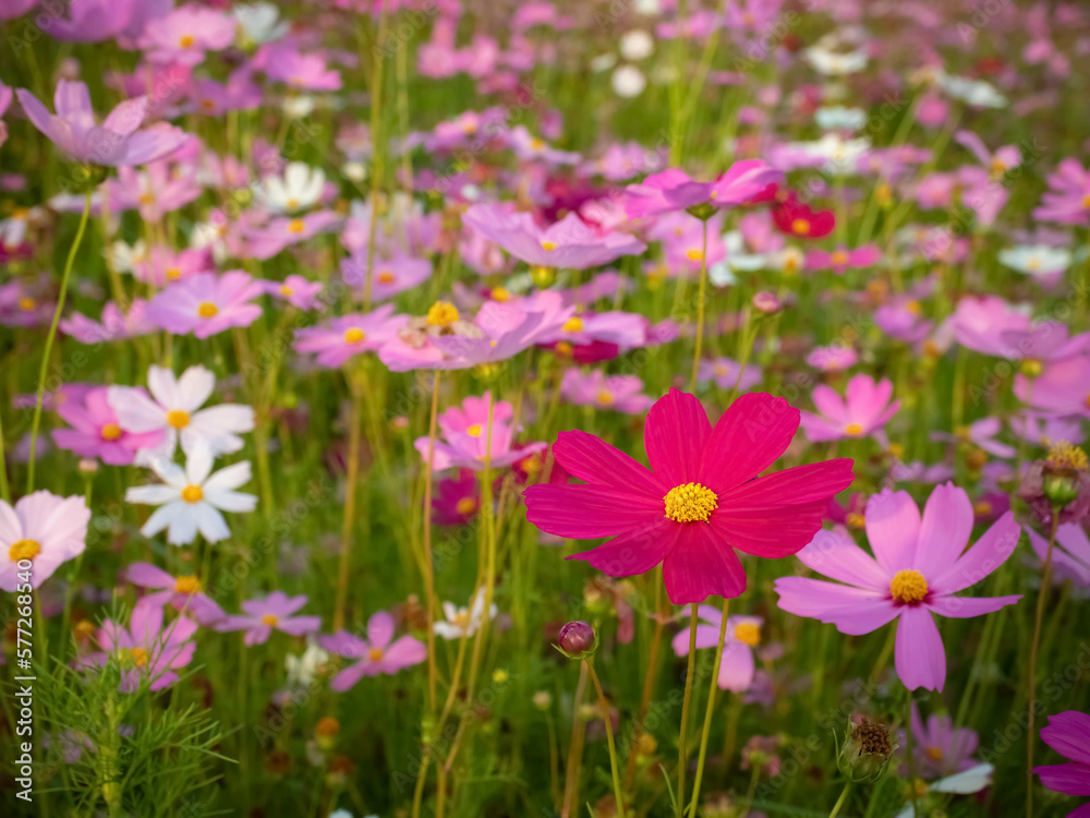 Cosmos flower with blurred background. blooming pink flower. Cosmos flower with blurred background. blooming pink flower.