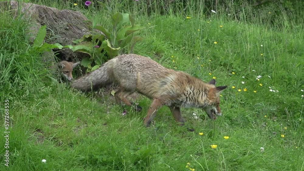 Red Fox, vulpes vulpes, Female and Cub standing at the Den Entrance, Normandy in France, Real Time Red Fox, vulpes vulpes, Female and Cub standing at the Den Entrance, Normandy in France, Real Time