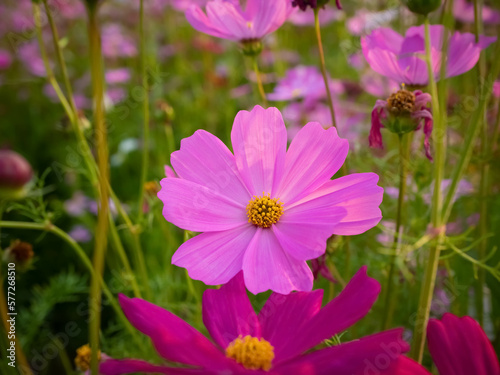 Cosmos flower with blurred background. blooming pink flower.