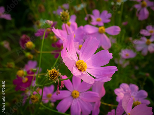 Cosmos flower with blurred background. blooming pink flower.