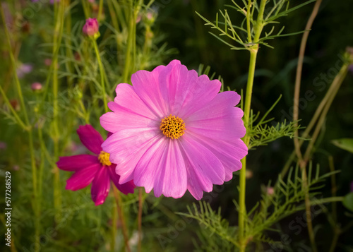 Cosmos flower with blurred background. blooming pink flower.