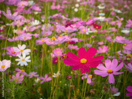 Cosmos flower with blurred background. blooming pink flower.