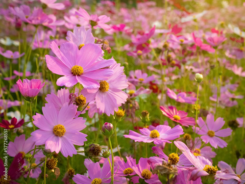 Cosmos flower with blurred background. blooming pink flower.