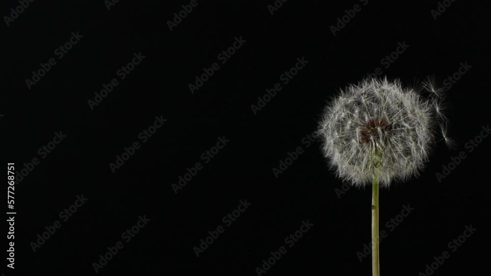 Slow motion of blowing white dandelion flower, seeds flying on black background