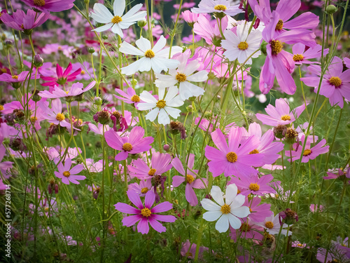 Cosmos flower with blurred background. blooming pink flower.