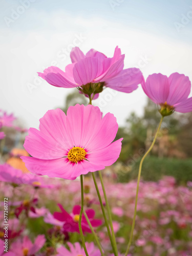 Cosmos flower with blurred background. blooming pink flower.