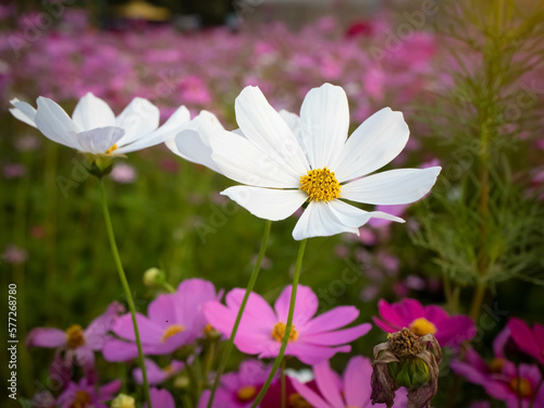 Cosmos flower with blurred background. blooming white  flower.