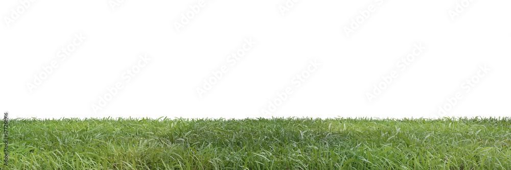 Grass on transparent background 3d rendering png Grass on transparent background 3d rendering png