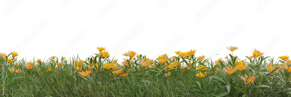 Field of flowers and grass cut out on transparent background 3d rendering png - obrazy, fototapety, plakaty 