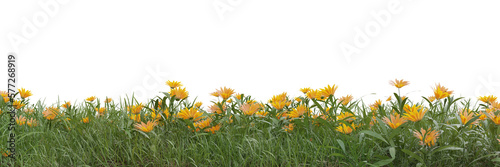 Field of flowers and grass cut out on transparent background 3d rendering png