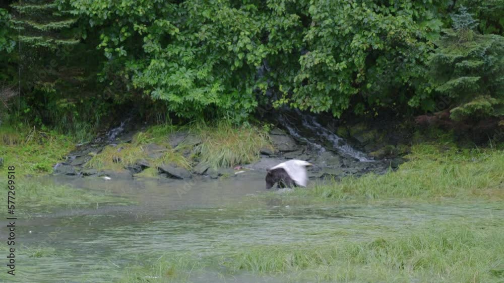 Brown Bear standing in river Brown Bear standing in river