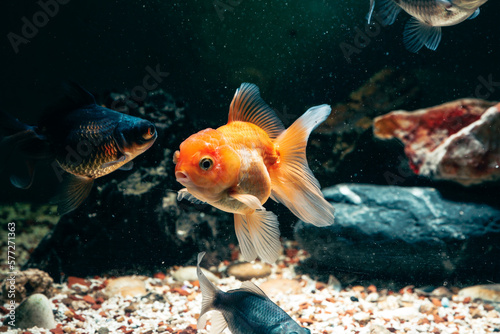 Aquarium aquatic background beautiful beauty color colorful fish fresh freshwater gold goldfish green leaf natural nature orange red tropical water wildlife goldfish