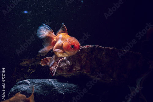 Aquarium aquatic background beautiful beauty color colorful fish fresh freshwater gold goldfish green leaf natural nature orange red tropical water wildlife goldfish