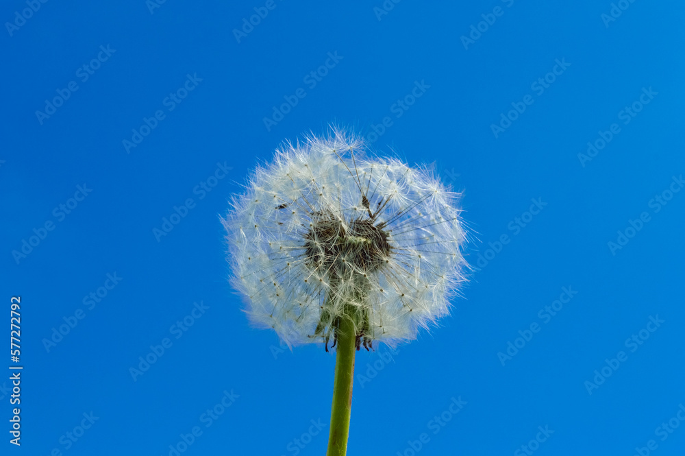 white whole fluffy dandelion against blue sky