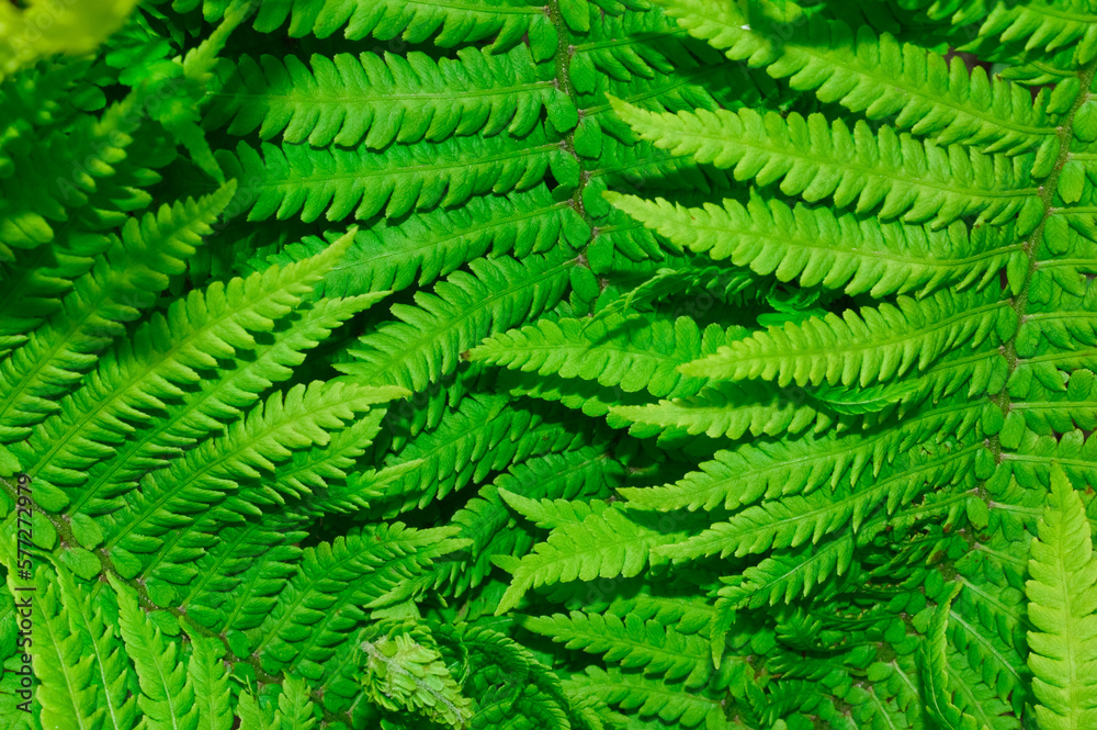 close-up - bush of green beautiful fern close-up - bush of green beautiful fern
